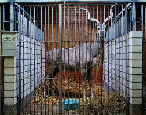 FFOTO-Volker Seding-Kudu, Heidelberg