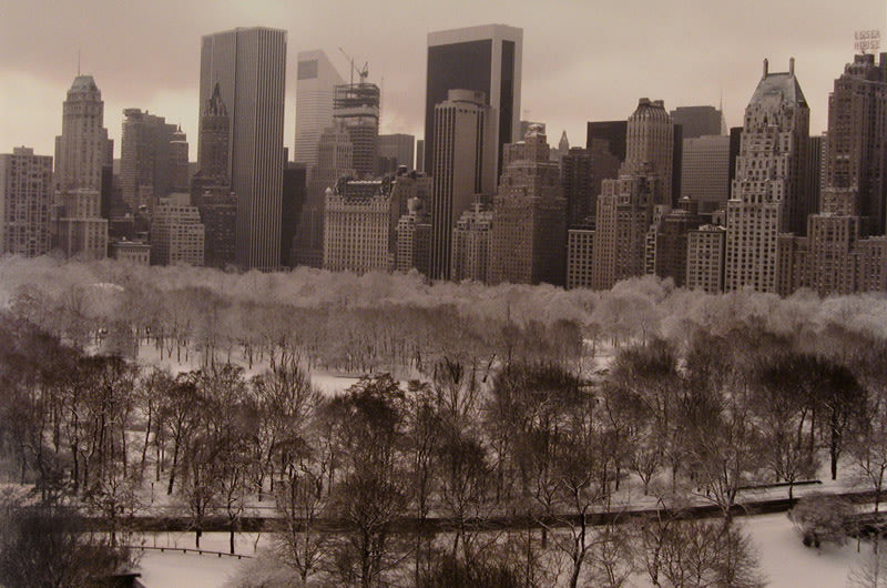 White Feathery Trees - Ruth Orkin | FFOTO