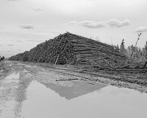 Untitled (logs II)