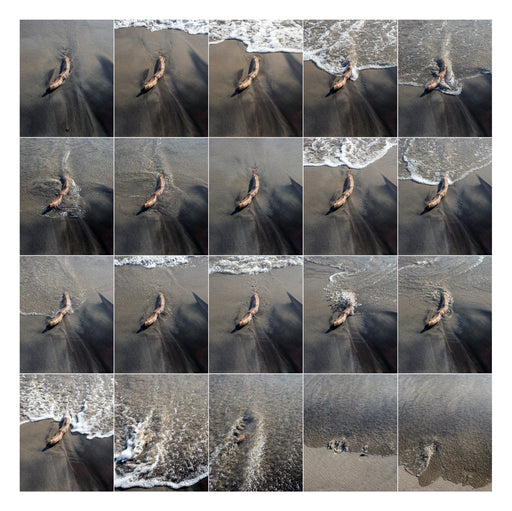 Surf Study - Branch