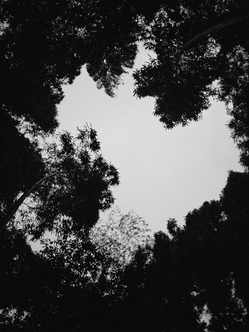 Untitled (giant bamboo forest), Takeo city, Saga prefecture, Japan