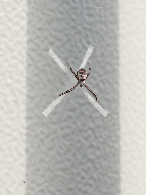 Untitled (St. Andrew’s Cross spider 01), Takeo city, Saga prefecture