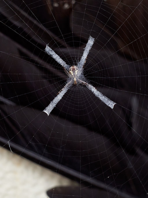 Untitled (St. Andrew’s Cross spider 02), Takeo city, Saga prefecture, Japan