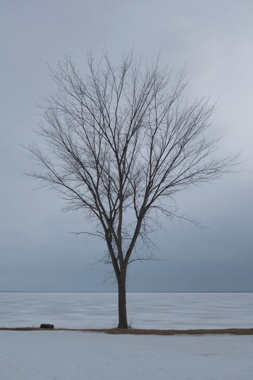 Tree on snow-day