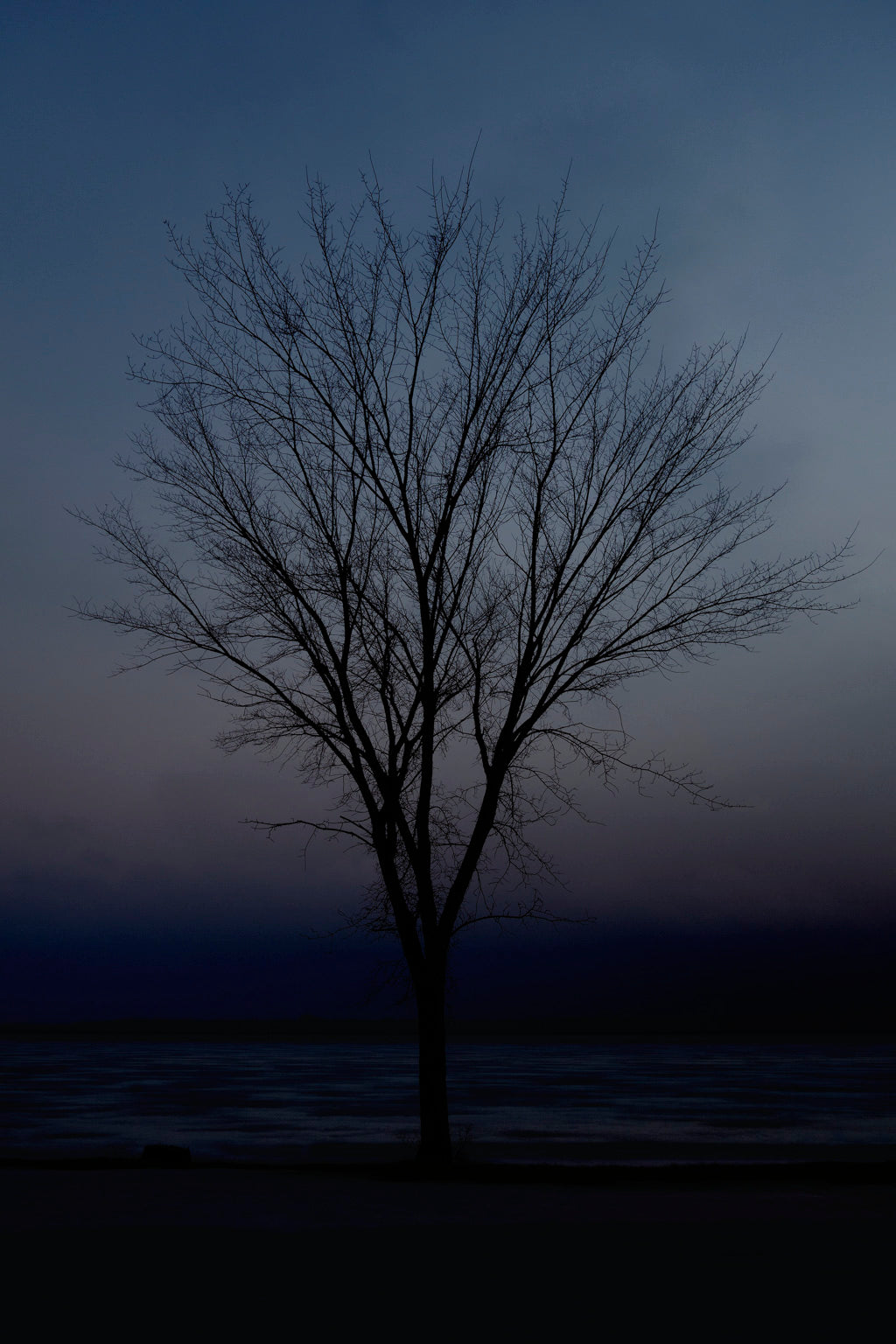 Tree on snow-night