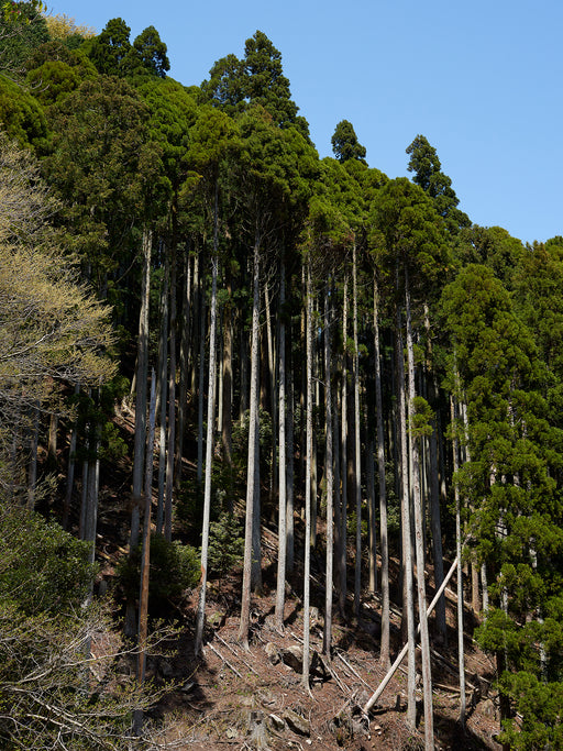 Untitled (forest), Kintetsu, Beppu, Ōita prefecture, Japan