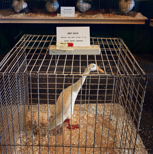 Untitled (Best Duck), London, Ontario