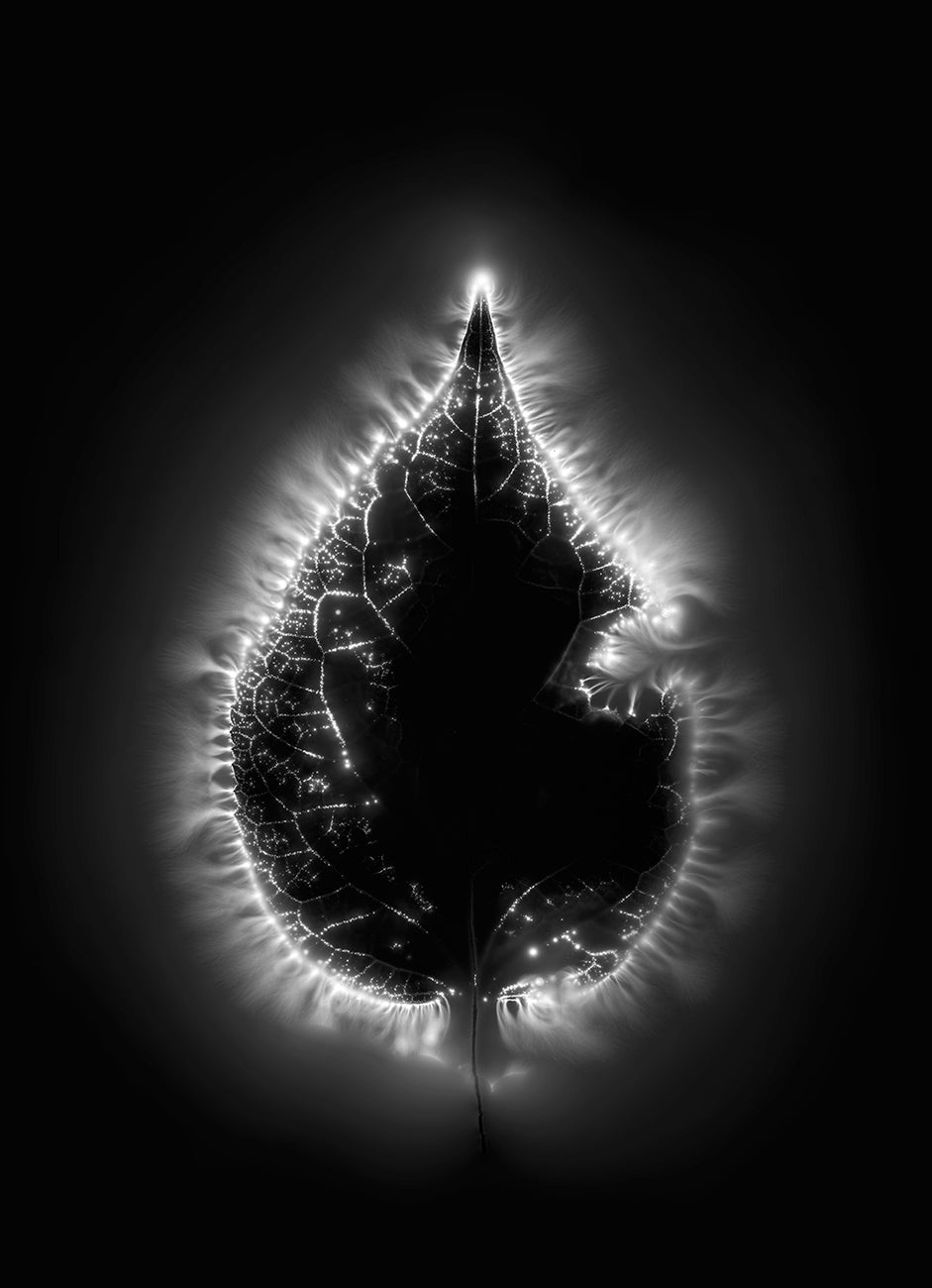Bodies of Light no. 400 (Leaf)