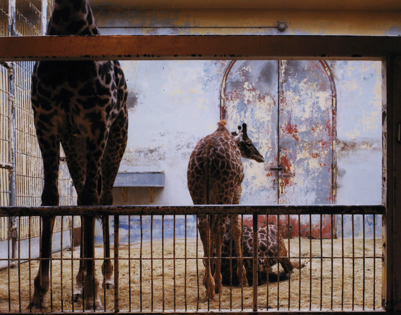 FFOTO-Volker Seding-Giraffe, Washington D.C.