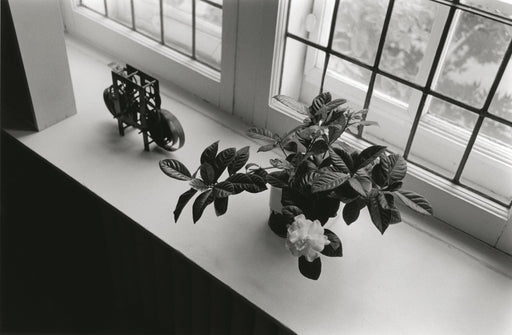 Michiko’s Gardenia, Montreal, 1974 - Charles Gagnon | FFOTO