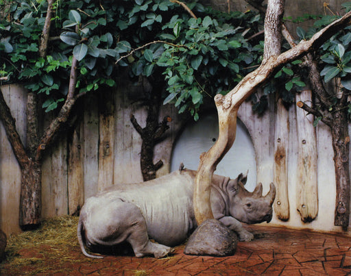 FFOTO-Volker Seding-Black Rhinoceros, Zurich