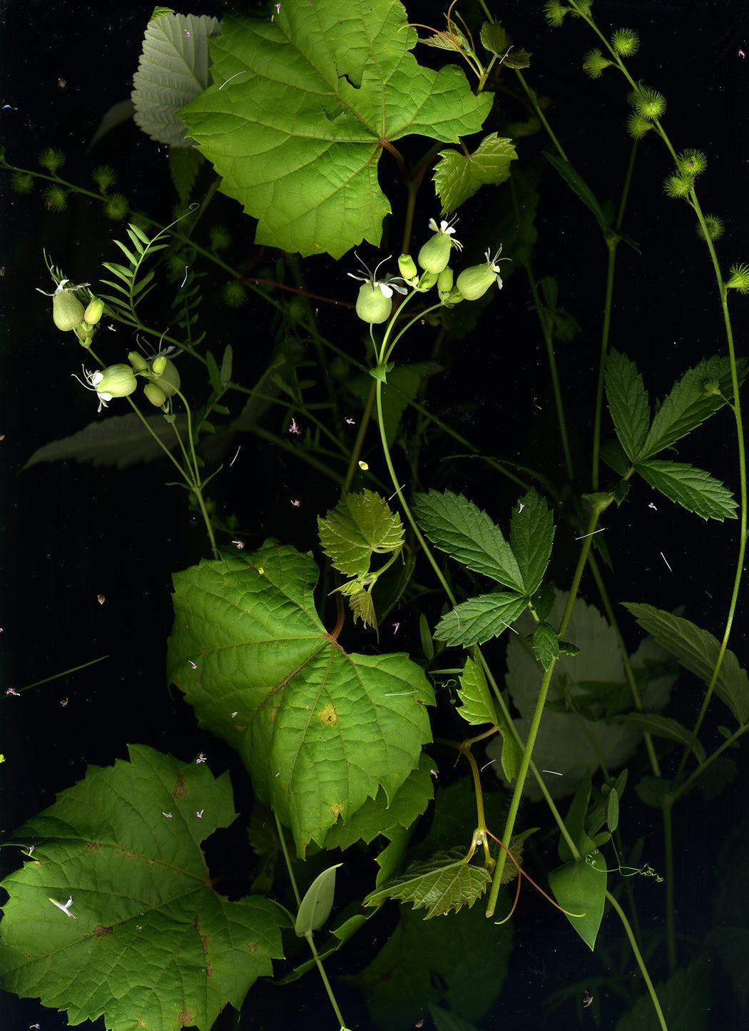 July 28 (Bladder Campion, Wild Grape, Vetch, 2 other plants)