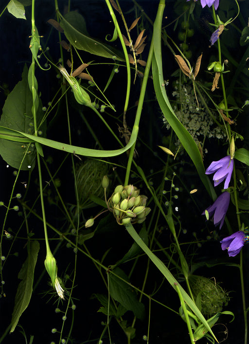 July 31 (Spiderwort, Bellflower, Pea Flower, Queen Anne’s Lace, Salsify, Forget-Me-Nots)