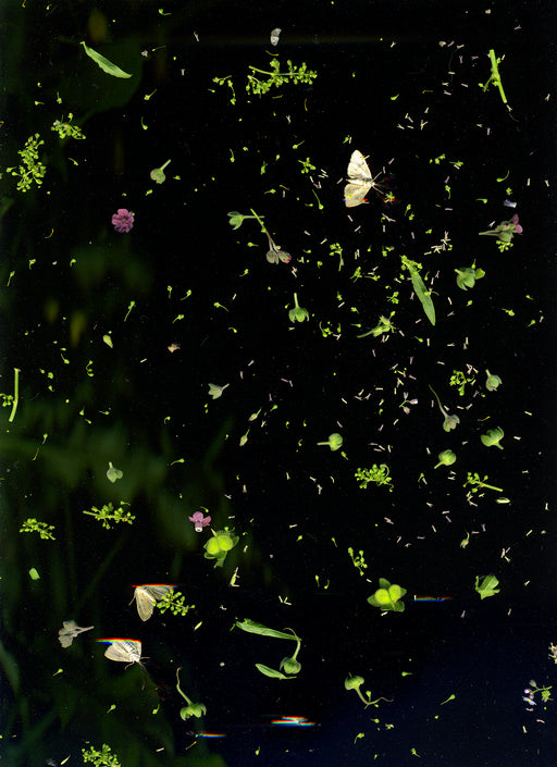 June 18 (Moth, assortment of seeds, flowers, leaves)