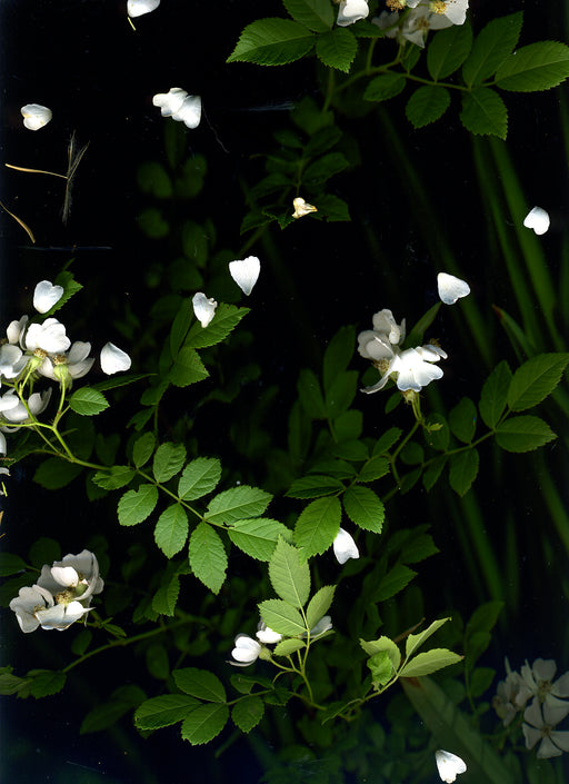 June 29 (Wild White Roses)