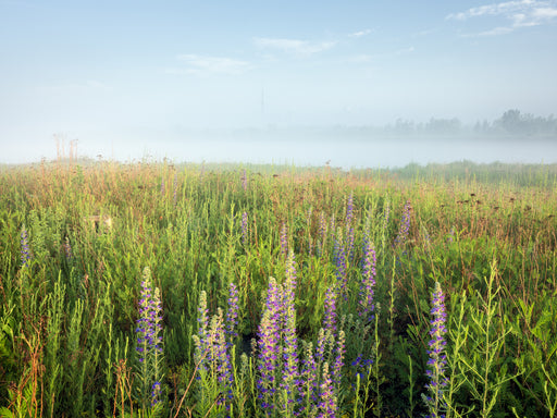 Wildflowers and grasses on the tip of the Endikement, Tommy Thompson Park, Toronto