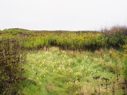 Wildflowers in the Flats, Tommy Thompson Park, Toronto