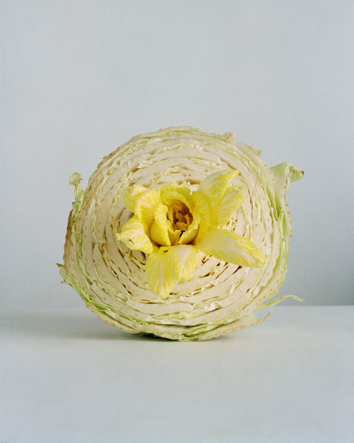 Cabbage Flower #1