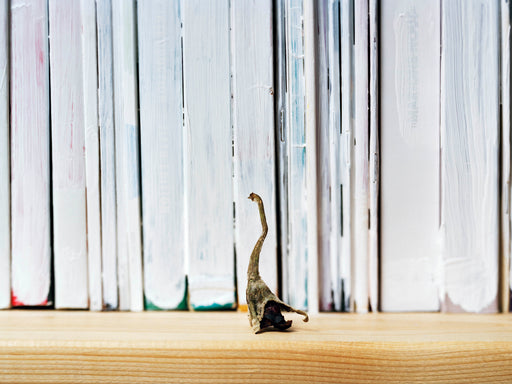 Stalk of Eggplant on Bookshelf