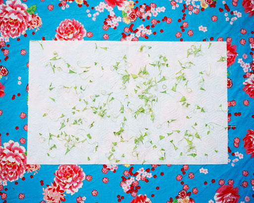 Tissue #4, topped with bean fiber on table cloth