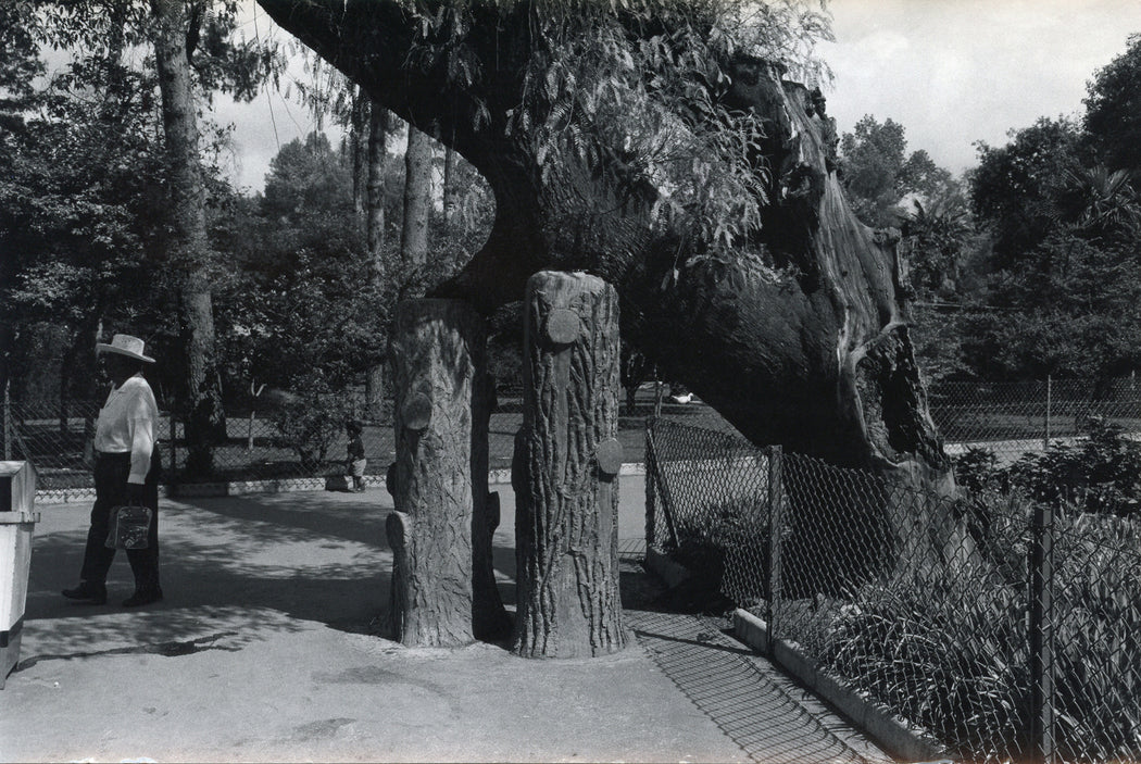 Untitled, Mexico [man under tree by two tree stumps]