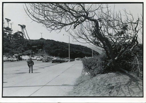 Untitled, San Francisco [tree branches overhanging pedestrian on sidewalk]