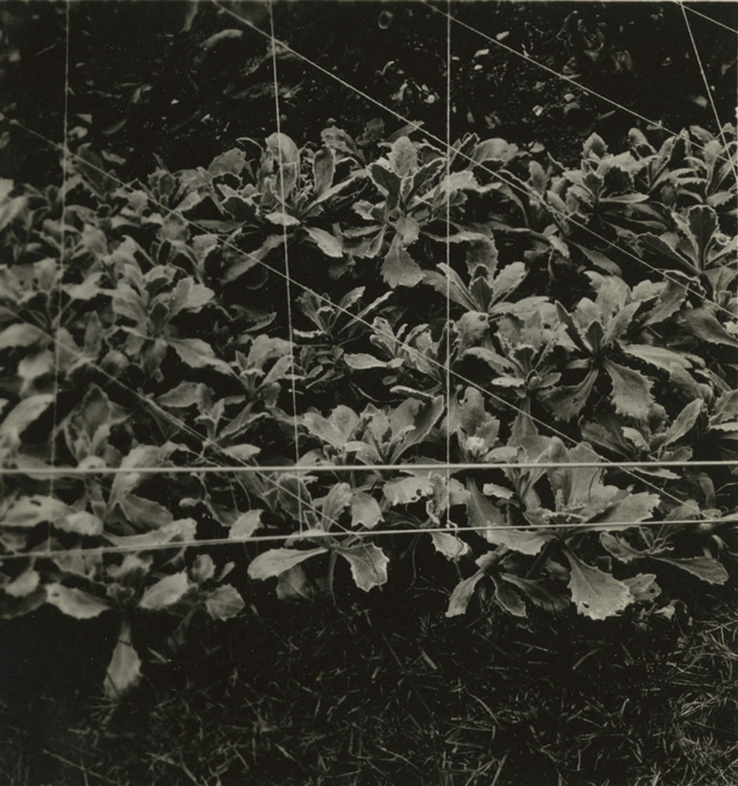 Untitled [plants underneath netting]