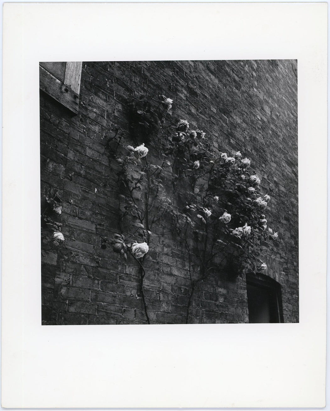 White Roses on Brick Wall