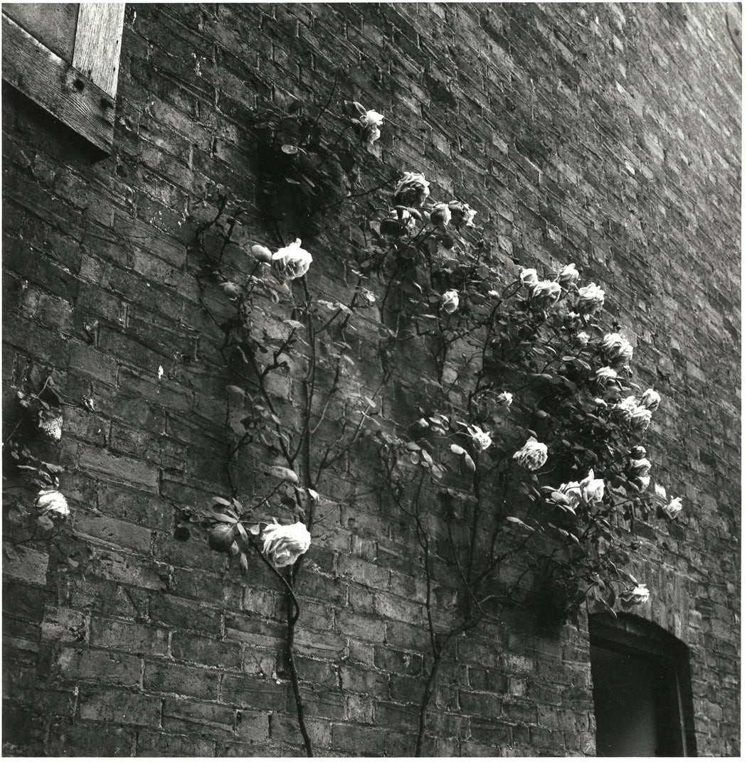 White Roses on Brick Wall