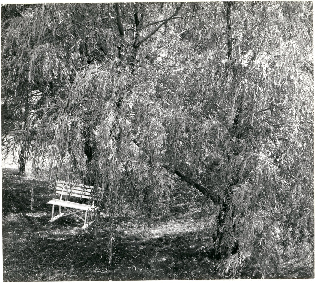 Untitled (White Bench Under Trees)