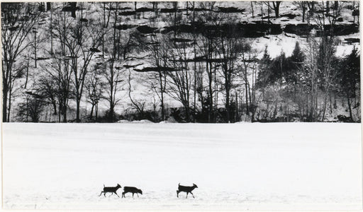 Untitled (Deer in the Snow)