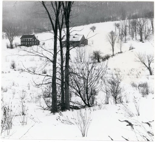 House With Three Saplings