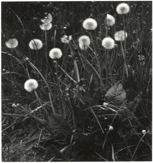 Dandelions - Yorkshire