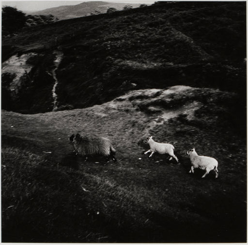 Running Sheep, Yorkshire Moors