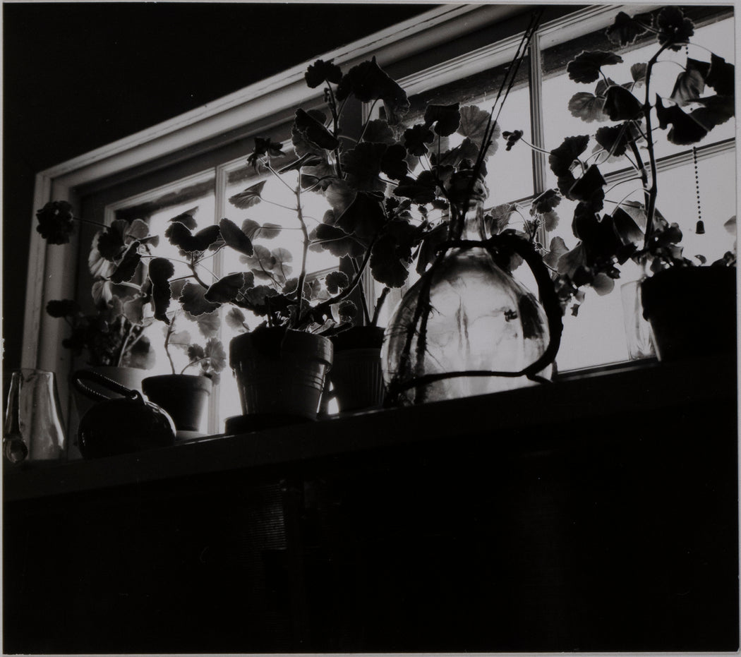 Untitled (Plants in Window)