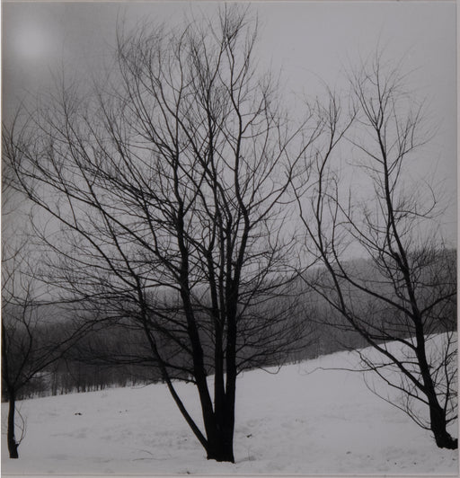 No White Bench, Just The Bare Willow Tree, Winter 1978