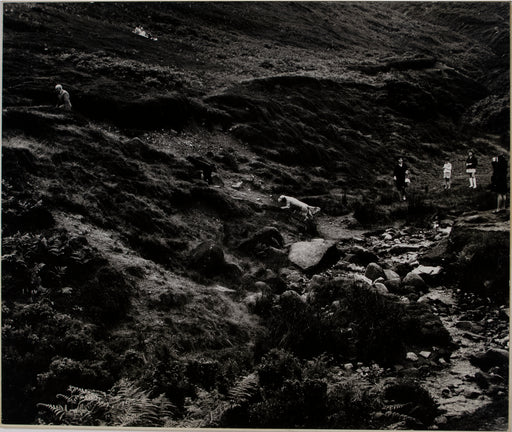 Untitled (Dogs Climbing a Hill)