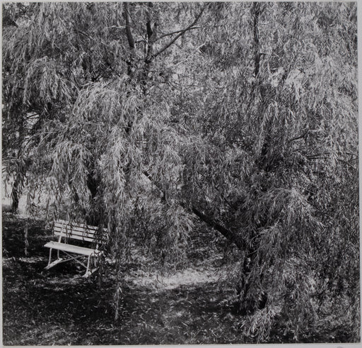 The White Bench Under The Willow Tree