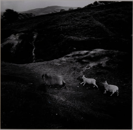 Running Sheep, Yorkshire Moors