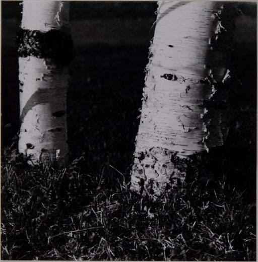 Two Birch Trunks