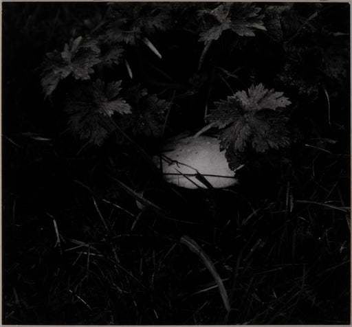 Mushroom in a Field