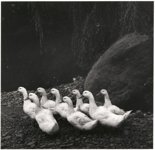 Peking Ducks