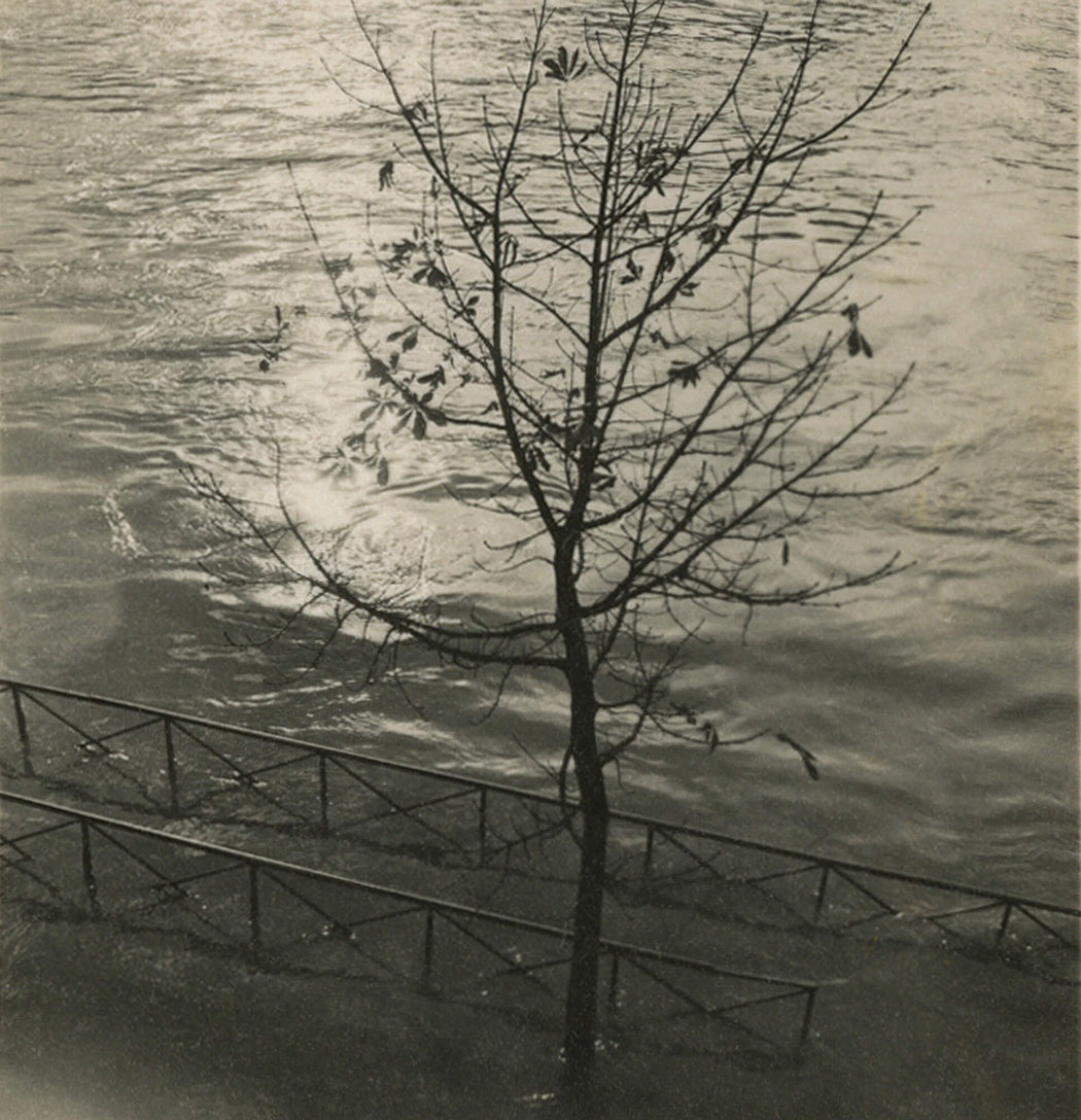 Untitled [small tree in water]