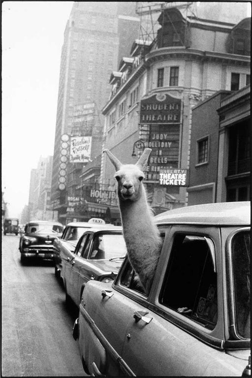 Llama in Times Square - Inge Morath | FFOTO