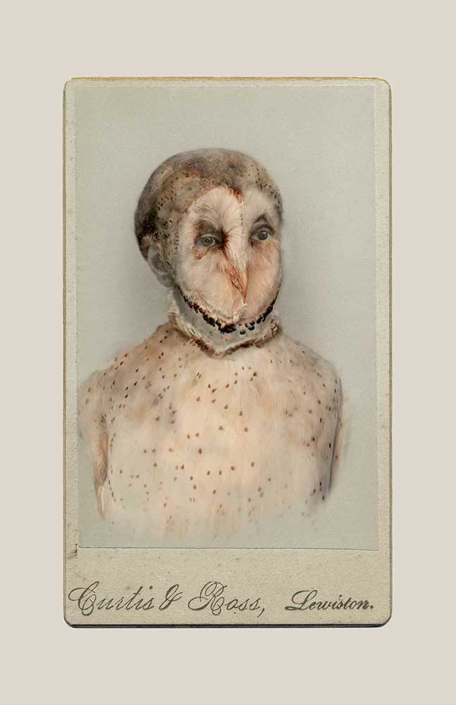 FFOTO-Sara Angelucci-Aviary (Barn Owl/endangered)