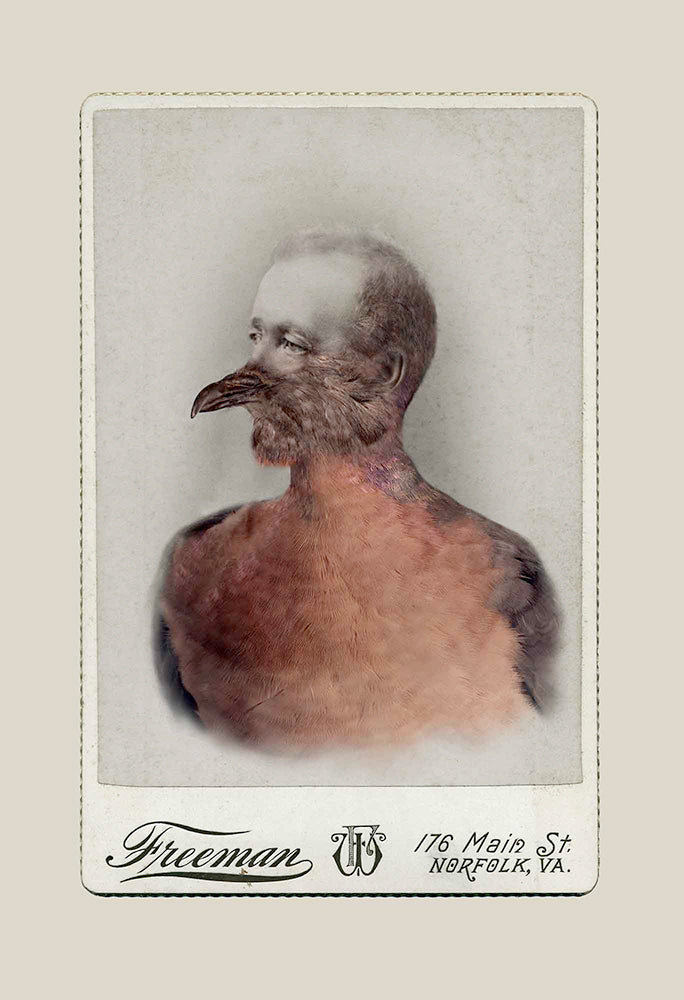 FFOTO-Sara Angelucci-Aviary (Male Passenger Pigeon/extinct)