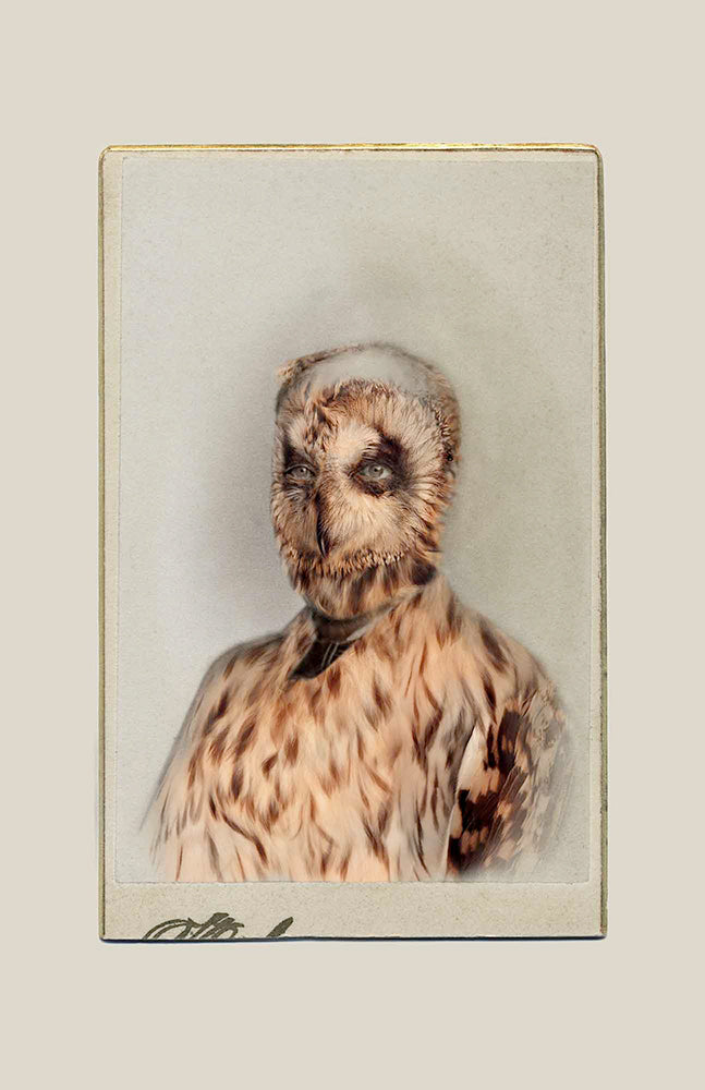 FFOTO-Sara Angelucci-Aviary (Short-eared Owl/endangered)