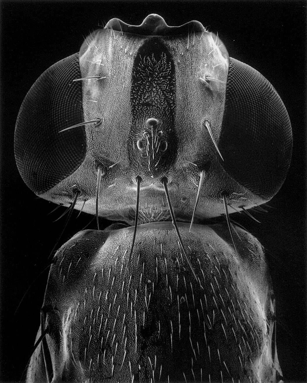 11-02-7 Head of a fly, 50x