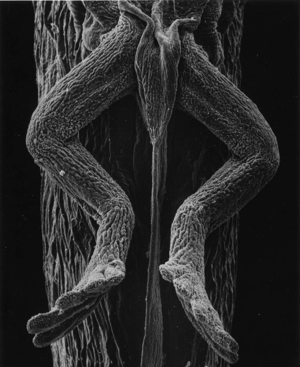 115-01-8 Legs of a Tadpole, 40x
