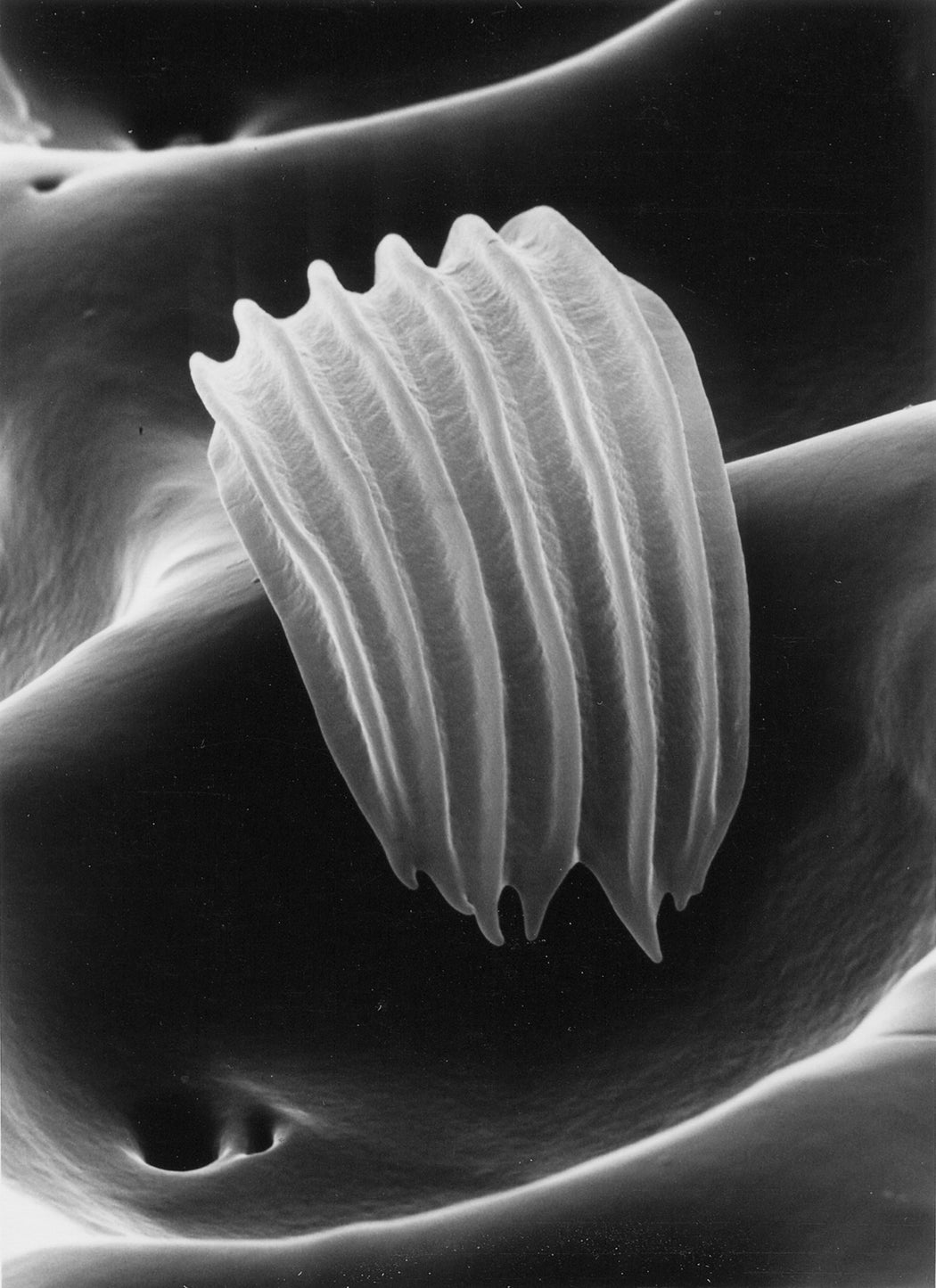 42-96-10 Sensitory hair of a beetle, 3000x